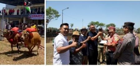 Lomba Karapan Sapi Tradisional Jember Ajang Silaturahmi hingga Geliatkan Ekonomi Rakyat